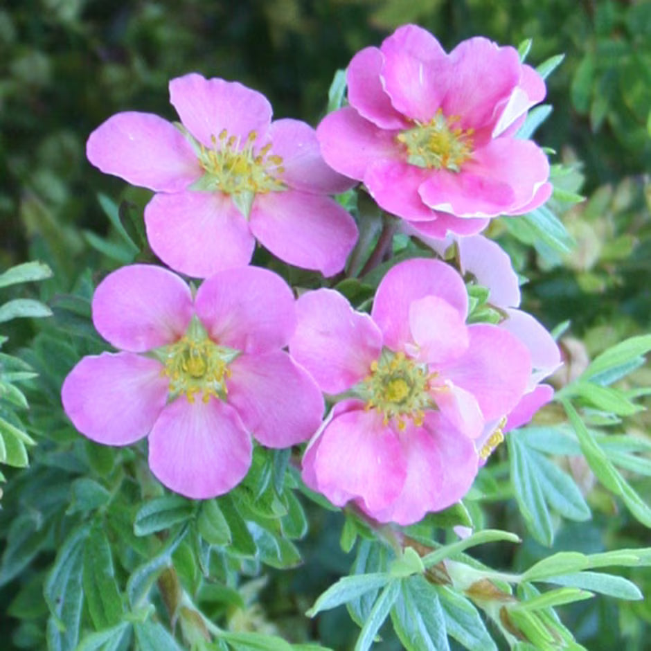 Rosa Cinquefoil Blumensamen zur Aussaat – robust Sorte – Traditionssorte & ohne Gentechnik Samen Hausgarten