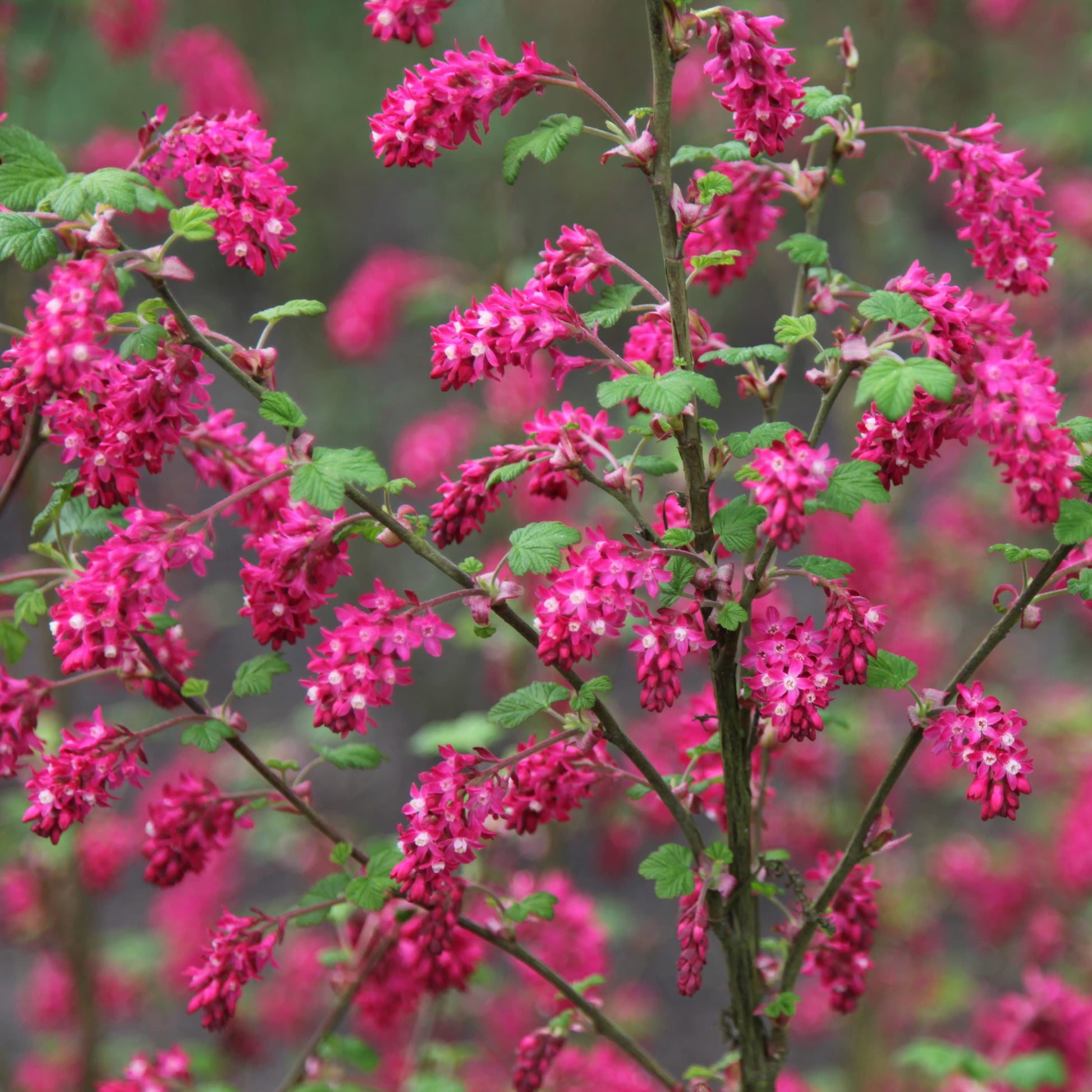 Rosa Ribes Sanguineum Blumensamen zur Aussaat – ideal Rabatten – Traditionssorte & ohne Gentechnik Samen Hausgarten
