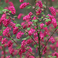 Rosa Ribes Sanguineum Blumensamen zur Aussaat – ideal Rabatten – Traditionssorte & ohne Gentechnik Samen Hausgarten