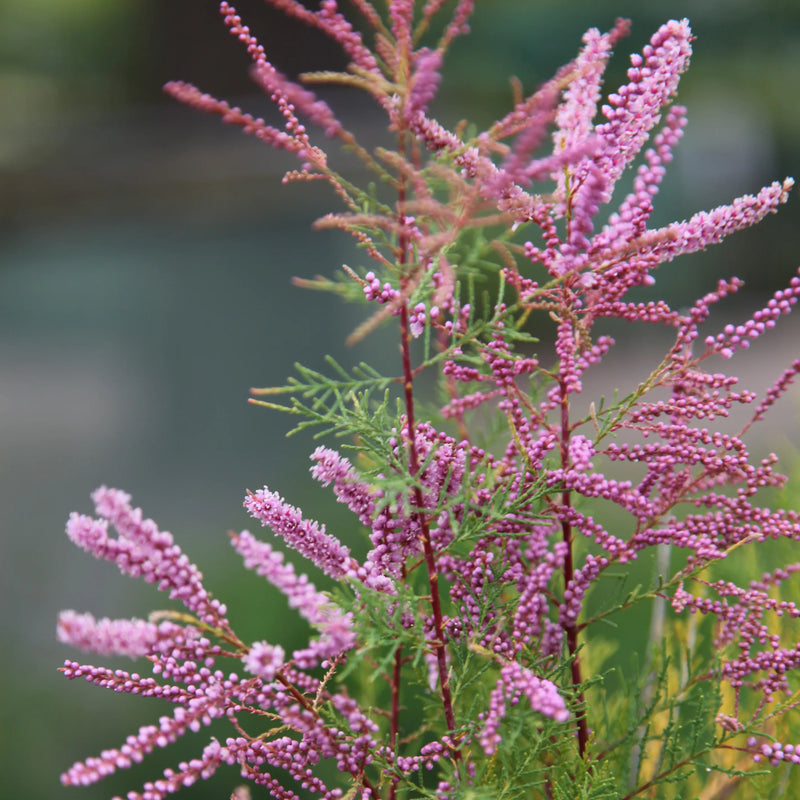 Semi di Tamarix Ramosissima rosa da seminare – spettacolo variopinto – varietà tradizionale e senza OGM, semi per il giardino domestico