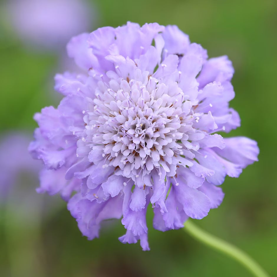 Traditionssorte Scabiosa Blumensamen zur Aussaat leuchtend Blüten Traditionssorte & ohne Gentechnik Samen Hausgarten