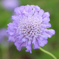 Traditionssorte Scabiosa Blumensamen zur Aussaat leuchtend Blüten Traditionssorte & ohne Gentechnik Samen Hausgarten