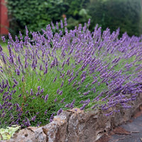 Lila Lavendel Blumensamen zur Aussaat Drought verträglich Traditionssorte & ohne Gentechnik Samen Hausgarten