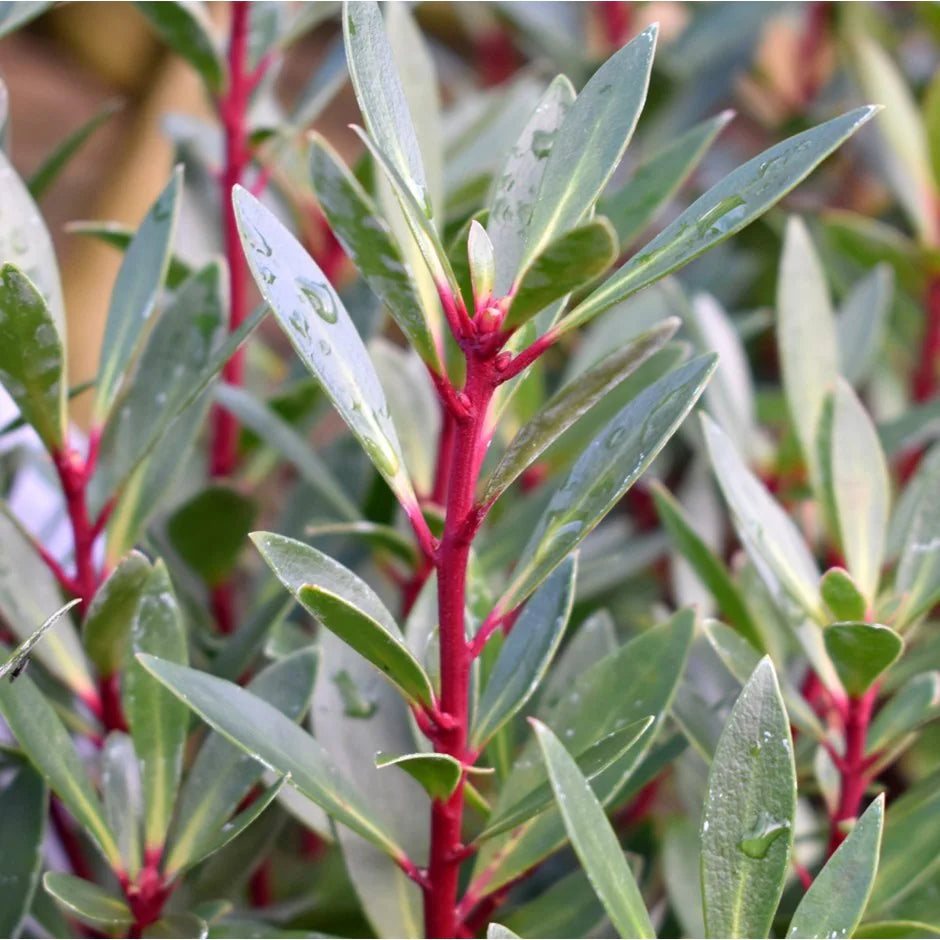 Drimy's Lanceolata Blumensamen zur Aussaat – Anzucht – Traditionssorte & ohne Gentechnik Samen Hausgarten