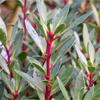 Drimy's Lanceolata Blumensamen zur Aussaat – Anzucht – Traditionssorte & ohne Gentechnik Samen Hausgarten