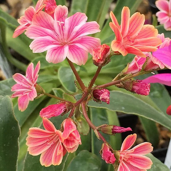 Rosa Lewisia Blumensamen zur Aussaat – Halbschatten verträglich – Traditionssorte & ohne Gentechnik Samen Hausgarten