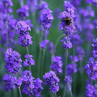 Blau Lavendula Munstead Blumensamen zur Aussaat – Anzucht – Traditionssorte & ohne Gentechnik Samen Hausgarten