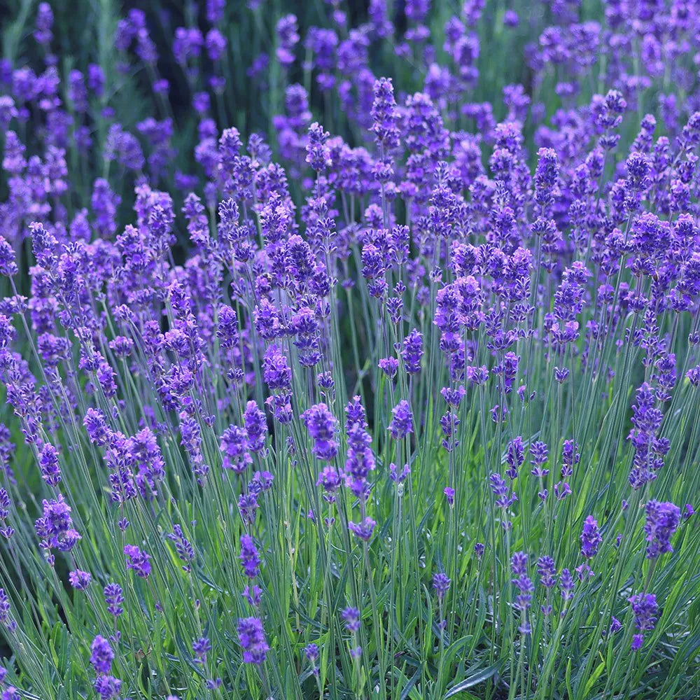 Blau Lavendel Munstead Samen zur Aussaat