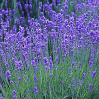 Blau Lavendel Munstead Samen zur Aussaat