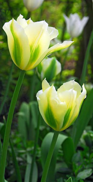 Gelb Grün Tulpe Blumensamen zur Aussaat – Landhaus Garten wichtig – Traditionssorte & ohne Gentechnik Samen Hausgarten