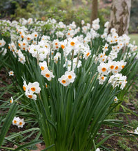 Narzisse Tazetta Blumensamen zur Aussaat – leuchtend – Traditionssorte & ohne Gentechnik Samen Hausgarten