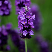 Angustifolia Blumensamen zur Aussaat leuchtend Traditionssorte & ohne Gentechnik Samen Hausgarten