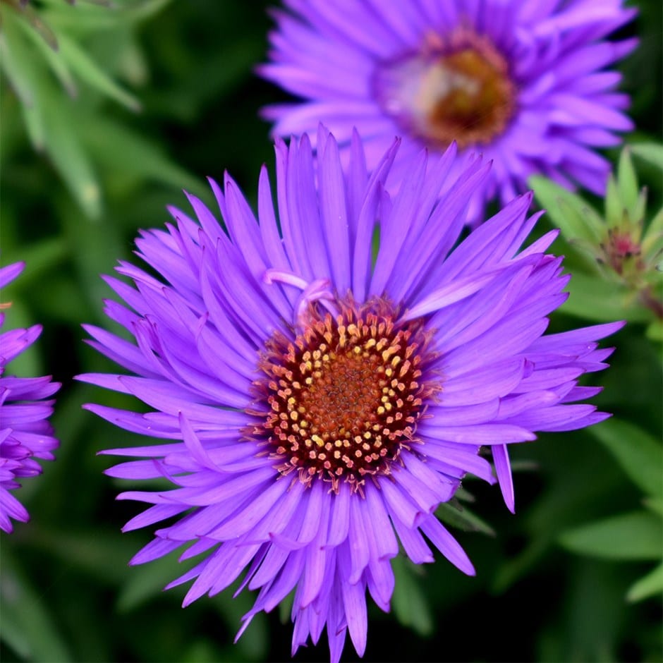 Lila Aster Novae Angliae Blumensamen zur Aussaat sonnenliebend Traditionssorte & ohne Gentechnik Samen Hausgarten