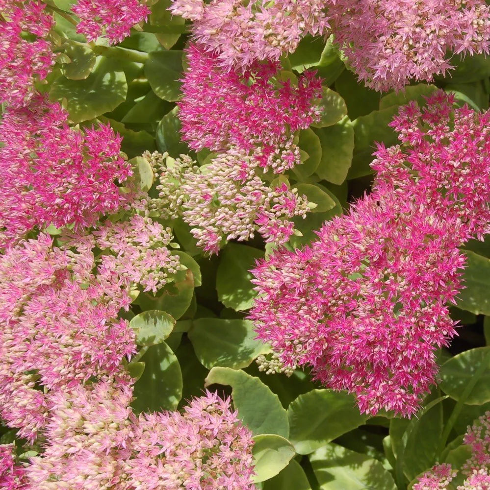 Spectabile Blumensamen zur Aussaat – pflegeleicht – Traditionssorte & ohne Gentechnik Samen Hausgarten