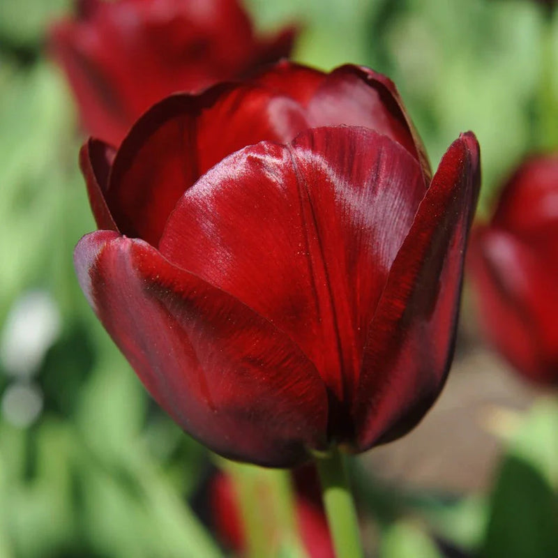 Maroon (maroon tulip) samen for anpflanzung in home garten