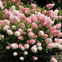 Rosa vanilla fraise blume samen for anpflanzung - premium quality, heirloom & gmo free samen for home garten
 
 sale for anpflanzung in home garten