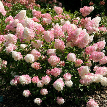 Rosa vanilla fraise blume samen for anpflanzung - premium quality, heirloom & gmo free samen for home garten
 
 sale for anpflanzung in home garten