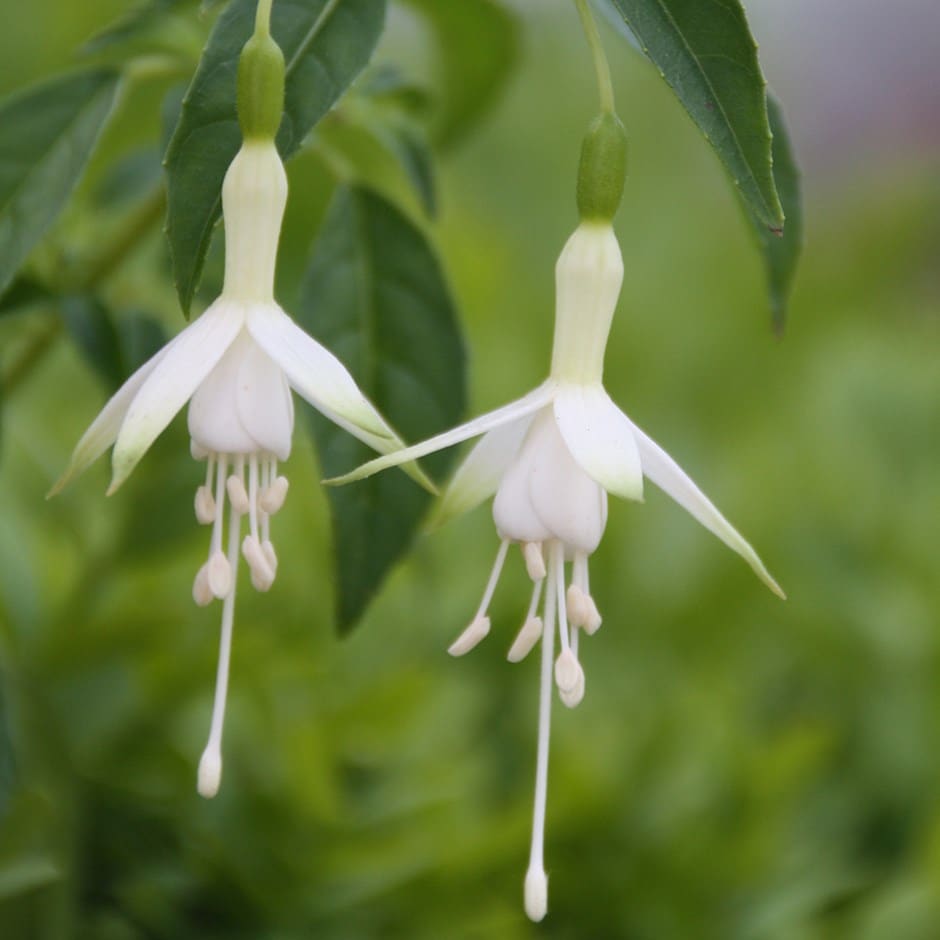 Fuchsia blume samen for anpflanzung - seasonal bloomer, heirloom & gmo free samen for home garten
 
 sale for anpflanzung in home garten