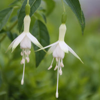 Fuchsia blume samen for anpflanzung - seasonal bloomer, heirloom & gmo free samen for home garten
 
 sale for anpflanzung in home garten