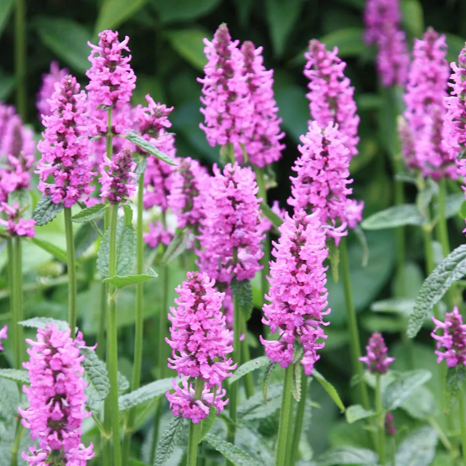 Stachys Officinalis Blumensamen zur Aussaat leuchtend Blüten Traditionssorte & ohne Gentechnik Samen Hausgarten