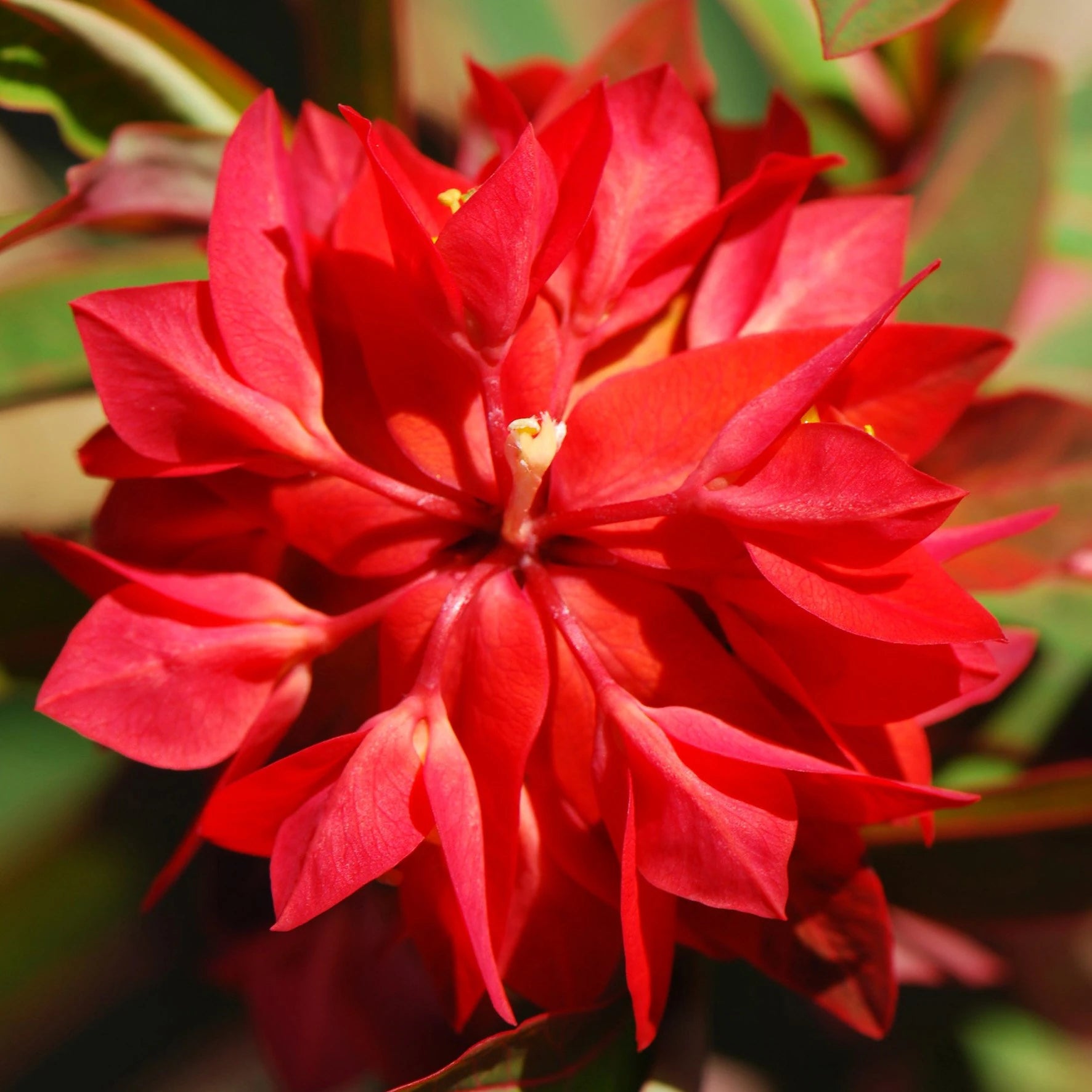 Euphorbia Griffithii Blumensamen zur Aussaat – saisonal Dauerblüher – Traditionssorte & ohne Gentechnik Samen Hausgarten