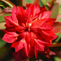Euphorbia Griffithii Blumensamen zur Aussaat – saisonal Dauerblüher – Traditionssorte & ohne Gentechnik Samen Hausgarten