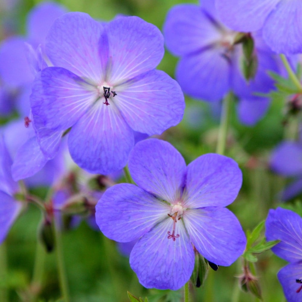 Cool-Climate Blau Geranie Blumensamen einfache Aussaat