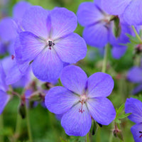 Cool-Climate Blau Geranie Blumensamen einfache Aussaat