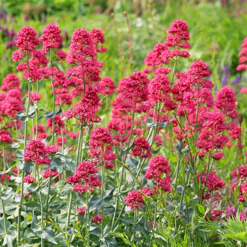 Jupiter's Beard Blumensamen zur Aussaat pflegeleicht Traditionssorte & ohne Gentechnik Samen Hausgarten