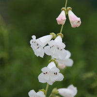 Weiß Penstemon Blumensamen zur Aussaat – Anzucht – Traditionssorte & ohne Gentechnik Samen Hausgarten