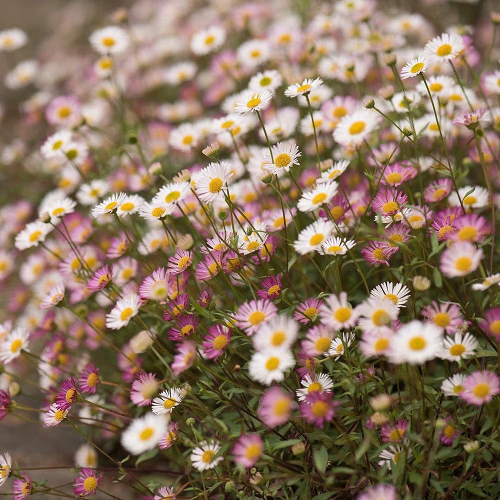 Erigeron Profusion Blumensamen zur Aussaat – Halbschatten verträglich – Traditionssorte & ohne Gentechnik Samen Hausgarten