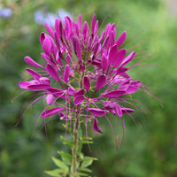 Lila Cleome Hasslerana Blumensamen zur Aussaat – kompakt Wuchs – Traditionssorte & ohne Gentechnik Samen Hausgarten