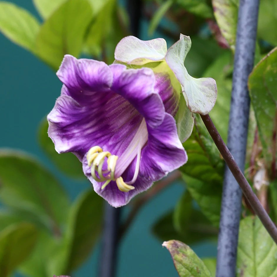 Cup & Saucer Blumensamen zur Aussaat Wildblume Mischung Traditionssorte & ohne Gentechnik Samen Hausgarten