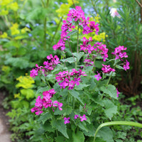 Lunaria Annua Blumensamen zur Aussaat – lang Blüte Saison – Traditionssorte & ohne Gentechnik Samen Hausgarten