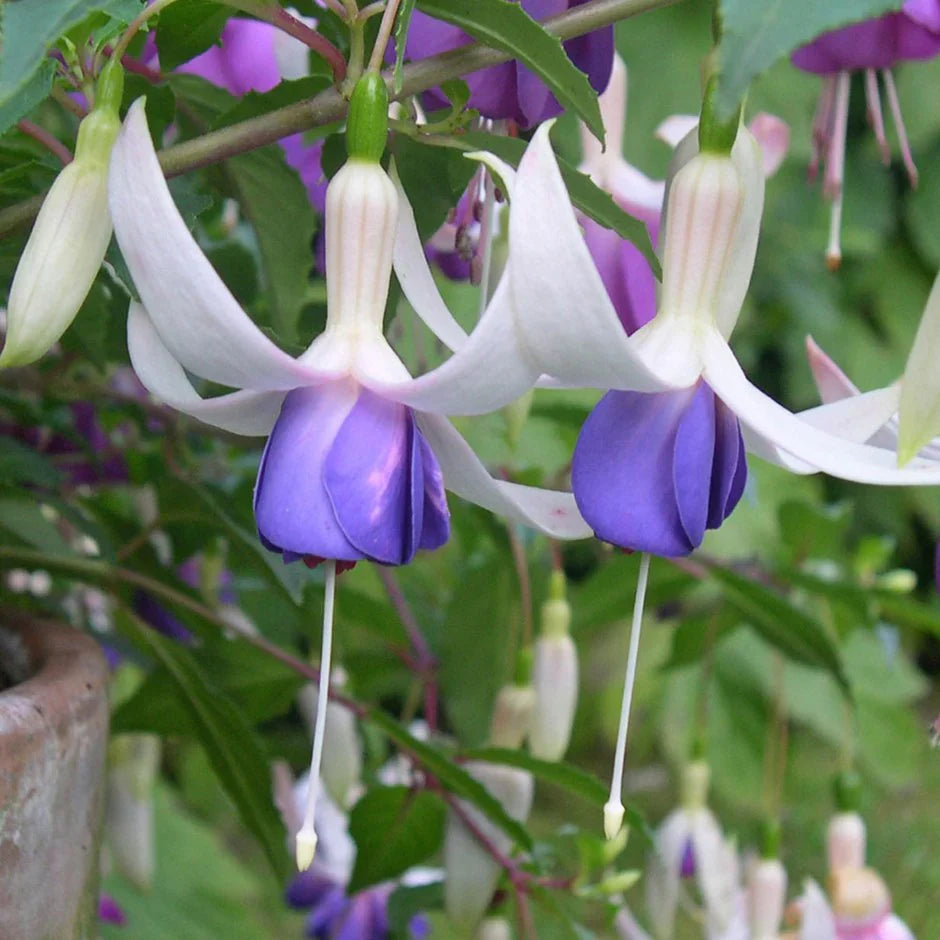 Weiß Lila Fuchsie Hybrida Blumensamen – Garten beliebt Traditionssorte & ohne Gentechnik