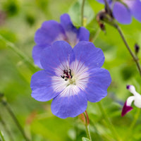 Blau hell Rosa Geranie Blumensamen zur Aussaat sonnenliebend Traditionssorte & ohne Gentechnik Samen Hausgarten