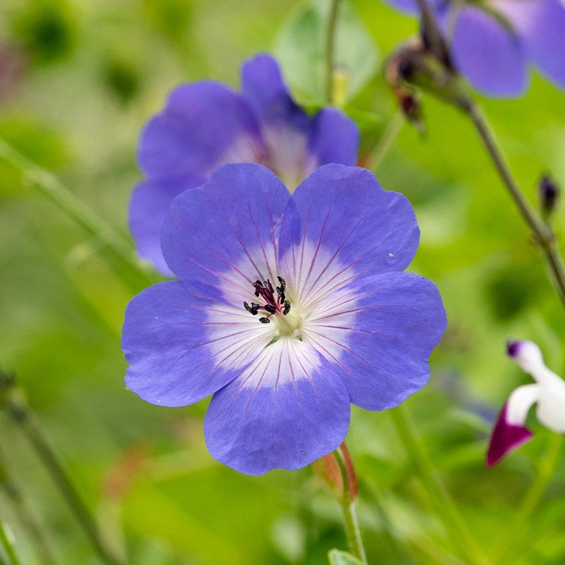 Blau hell Rosa Geranie Blumensamen zur Aussaat sonnenliebend Traditionssorte & ohne Gentechnik Samen Hausgarten