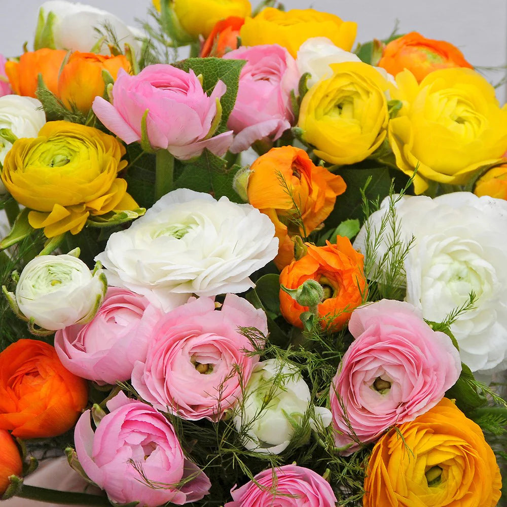Gemischt Ranunculus Blumensamen zur Aussaat – Schnitt Blume beliebt – Traditionssorte & ohne Gentechnik Samen Hausgarten