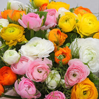 Gemischt Ranunculus Blumensamen zur Aussaat – Schnitt Blume beliebt – Traditionssorte & ohne Gentechnik Samen Hausgarten