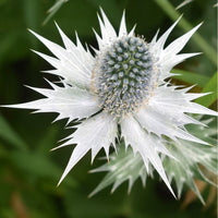 Silver Holly Blumensamen zur Aussaat robust Sorte Traditionssorte & ohne Gentechnik Samen Hausgarten