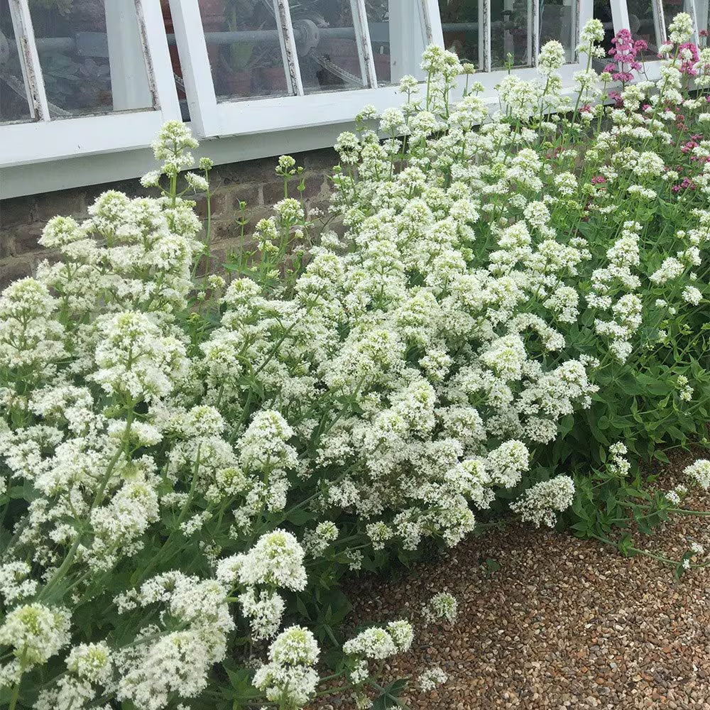 Centranthus Ruber Albus Blumensamen zur Aussaat saisonal Dauerblüher Traditionssorte & ohne Gentechnik Samen Hausgarten