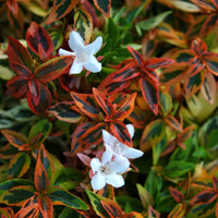 Rot Abelia Blumensamen zur Aussaat Drought verträglich Traditionssorte & ohne Gentechnik Samen Hausgarten