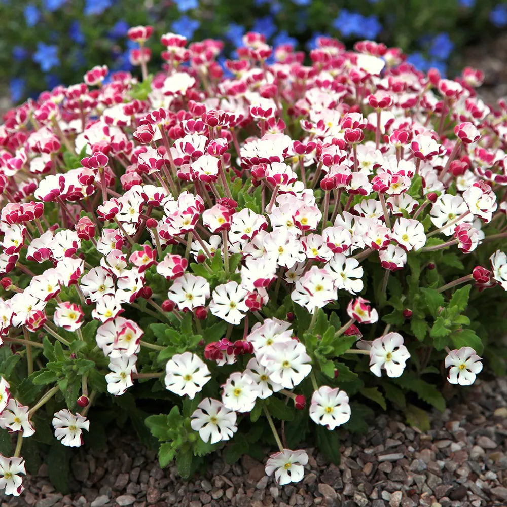 Weiß Rosa Zaluzianskya Blumensamen – Blumensamen zur Aussaat – leuchtend – Traditionssorte & ohne Gentechnik Samen Hausgarten