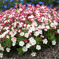 Weiß Rosa Zaluzianskya Blumensamen – Blumensamen zur Aussaat – leuchtend – Traditionssorte & ohne Gentechnik Samen Hausgarten