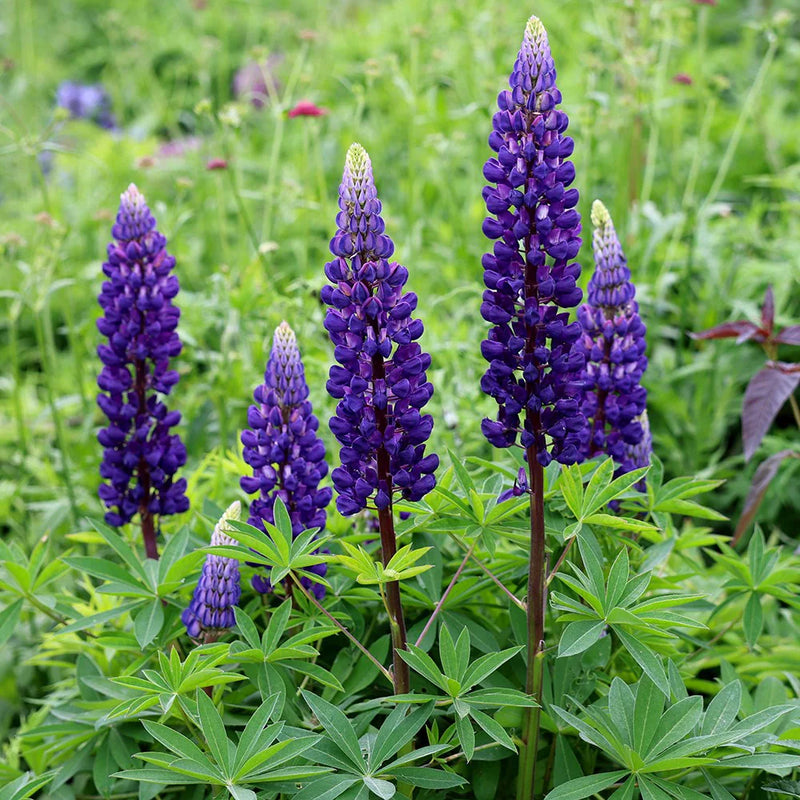 Thick Blau Lupine Blumensamen zur Aussaat saisonal Dauerblüher Traditionssorte & ohne Gentechnik Samen Hausgarten
