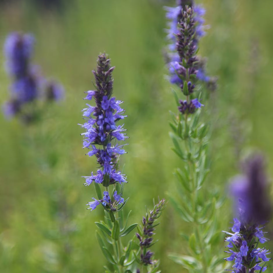 Blau Hyssopus Officinalis Blumensamen zur Aussaat – farbenfroh Schau – Traditionssorte & ohne Gentechnik Samen Hausgarten
