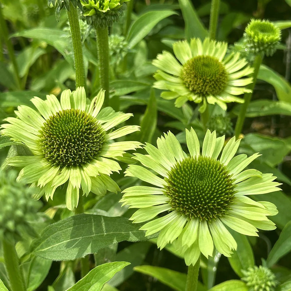 Echinacea Blumensamen zur Aussaat sonnenliebend Traditionssorte & ohne Gentechnik Samen Hausgarten