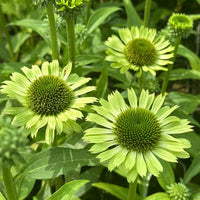 Echinacea Blumensamen zur Aussaat sonnenliebend Traditionssorte & ohne Gentechnik Samen Hausgarten