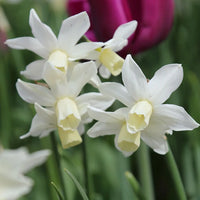 Narzisse Blumensamen zur Aussaat Wildblume Mischung Traditionssorte & ohne Gentechnik Samen Hausgarten