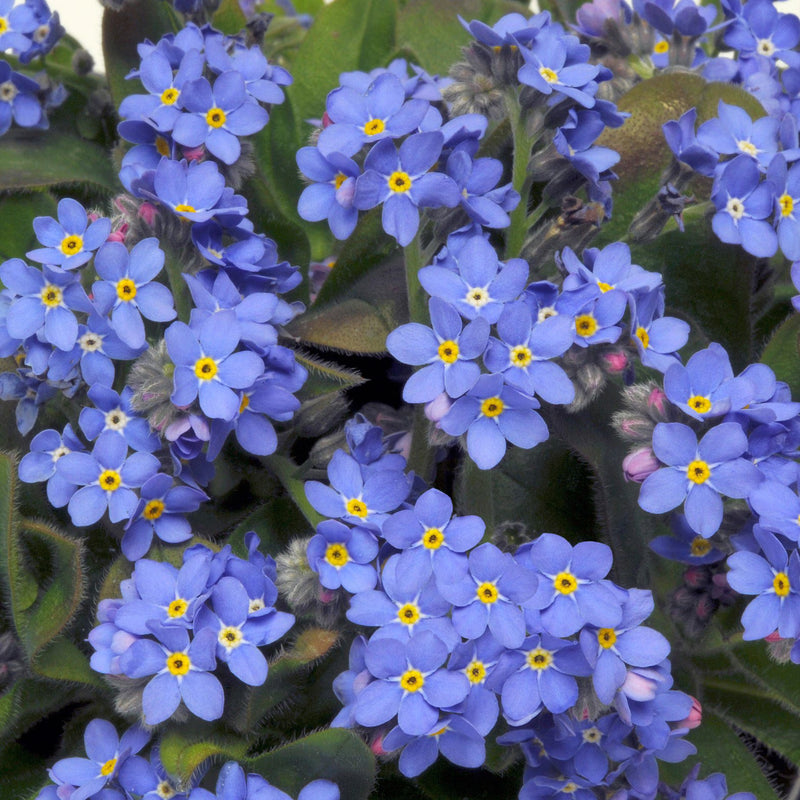 Myosotis Sylvia Blumensamen zur Aussaat hochwertige Qualitäts- Traditionssorte & ohne Gentechnik Samen Hausgarten